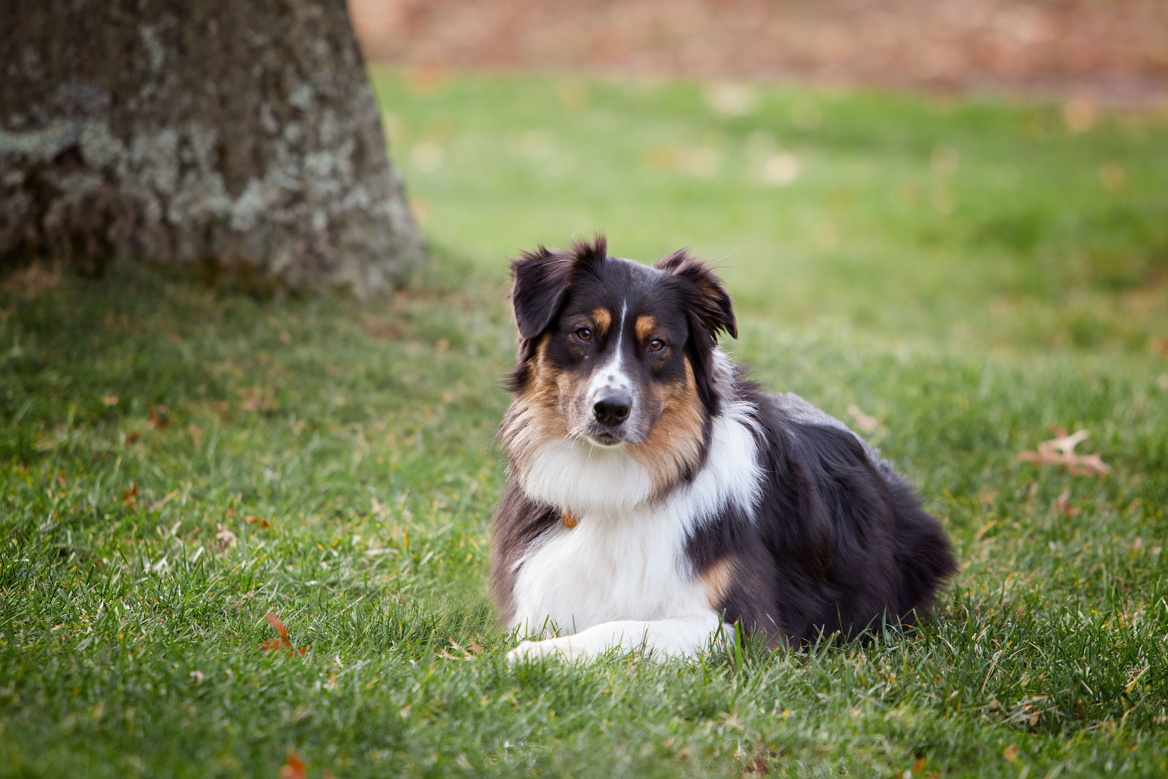 Tumba-the-Australian-Shepherd | Muttography and Co.